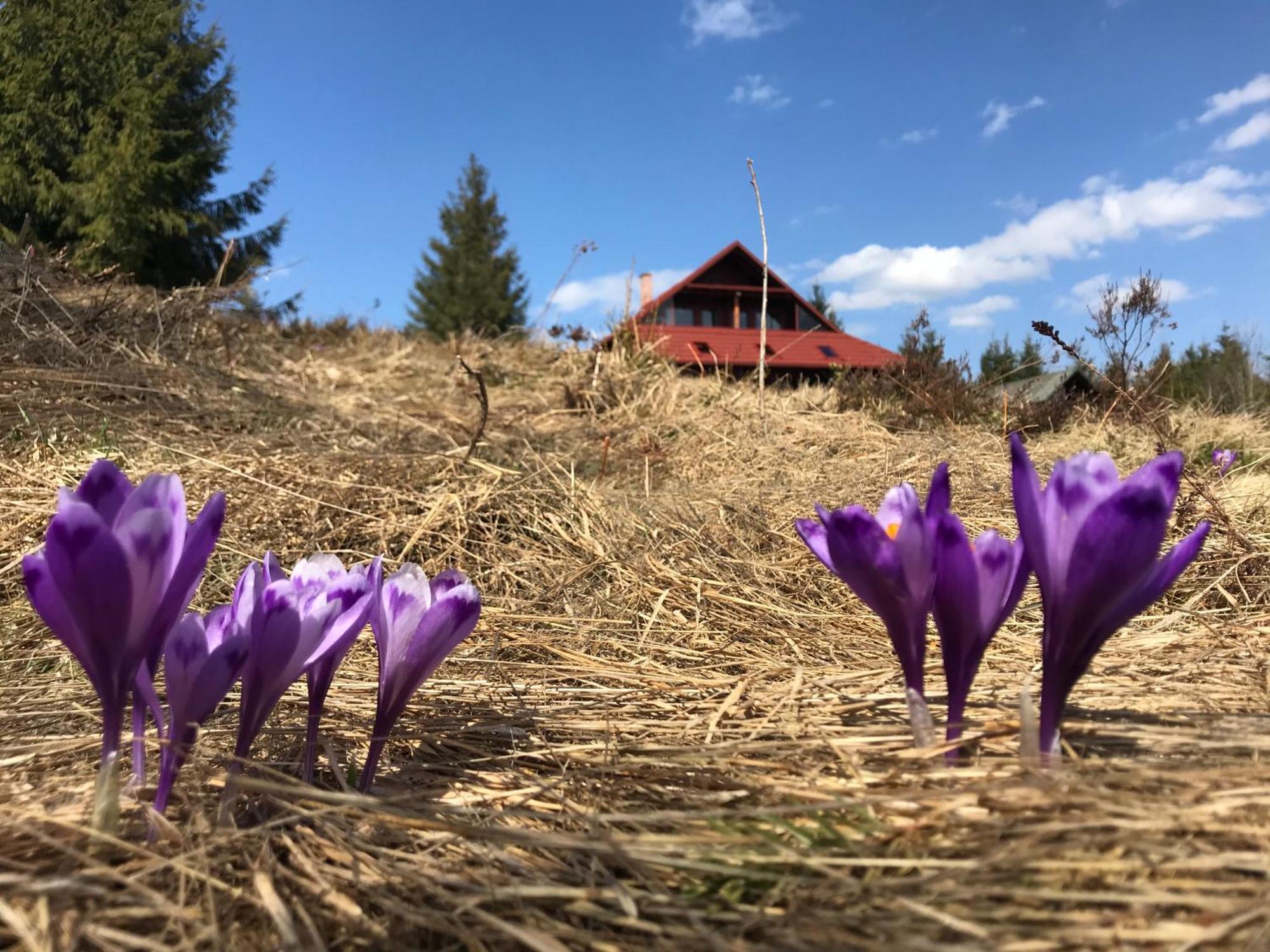 Cabana Transilvania Beliş Eksteriør billede